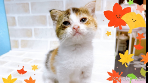 成約済の東京都のマンチカン-67947の1枚目