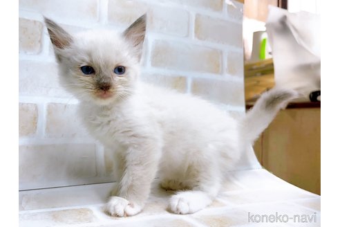 成約済の東京都のラグドール-67948の3枚目