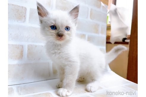 成約済の東京都のラグドール-67948の2枚目