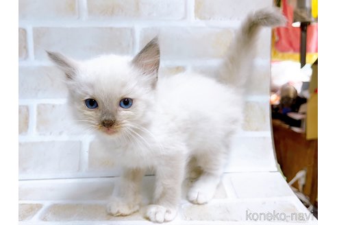 成約済の東京都のラグドール-67948の4枚目