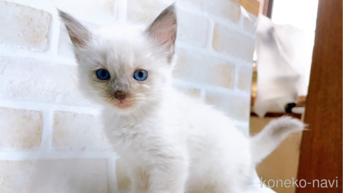 成約済の東京都のラグドール-67948の1枚目