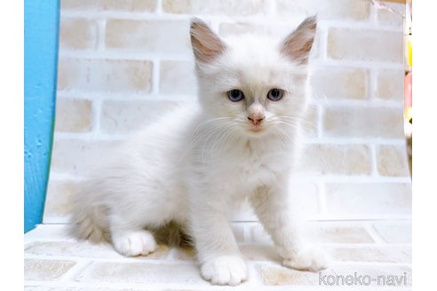 成約済の東京都のラグドール-67949の12枚目