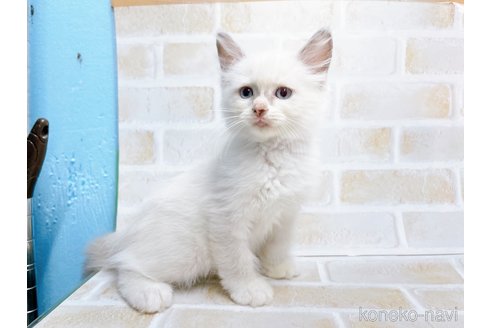 成約済の東京都のラグドール-67949の15枚目