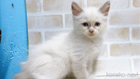 成約済の東京都のラグドール-67949の11枚目