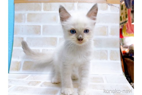 成約済の東京都のラグドール-67950の2枚目