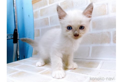 成約済の東京都のラグドール-67950の4枚目