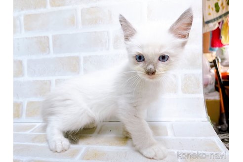 成約済の東京都のラグドール-67950の5枚目