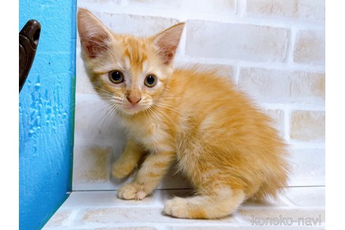 成約済の東京都のスコティッシュフォールド-67951の5枚目