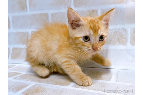 成約済の東京都のスコティッシュフォールド-67951の3枚目