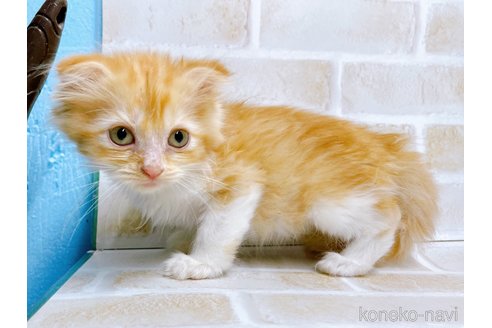 成約済の東京都のスコティッシュフォールド-67953の2枚目