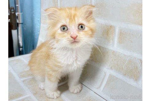 成約済の東京都のスコティッシュフォールド-67953の3枚目