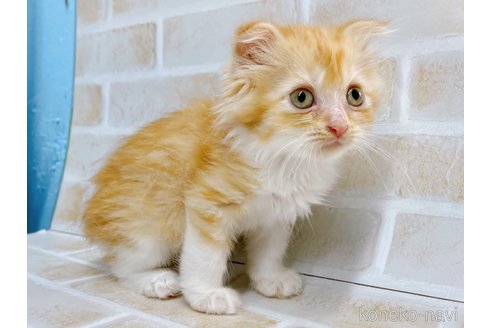 成約済の東京都のスコティッシュフォールド-67953の4枚目