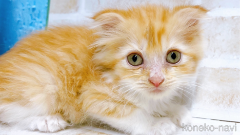 成約済の東京都のスコティッシュフォールド-67953