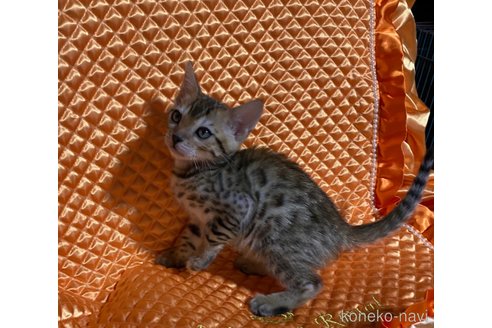 成約済の岡山県のベンガル-68030の9枚目