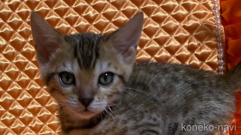 成約済の岡山県のベンガル-68030の8枚目