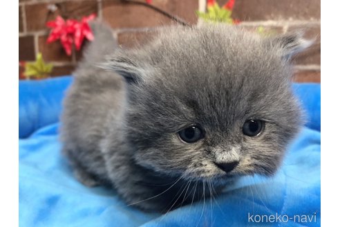 成約済の東京都のマンチカン(短足)-68063の2枚目
