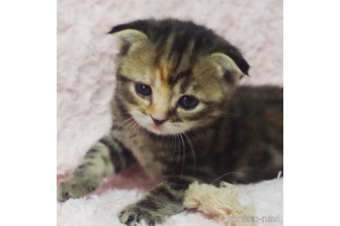 成約済の群馬県のスコティッシュフォールド(折れ耳)-68102の13枚目