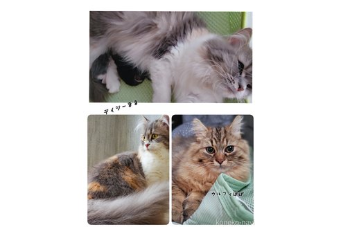 成約済の神奈川県のラガマフィン-52670の5枚目