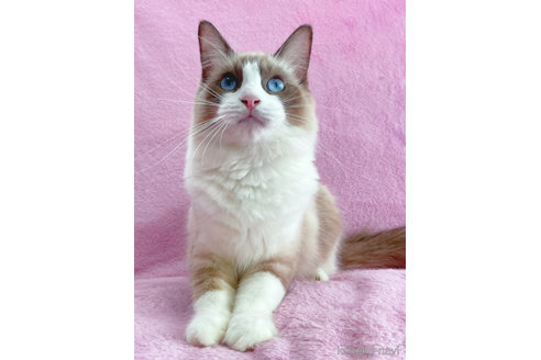 成約済の神奈川県のラグドール-55793の1枚目