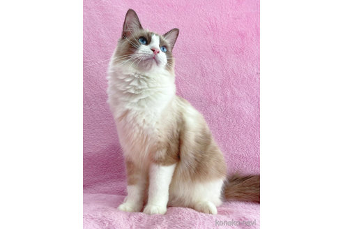 成約済の神奈川県のラグドール-55793の4枚目