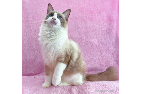 成約済の神奈川県のラグドール-55793の3枚目