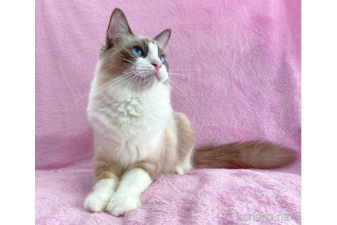 成約済の神奈川県のラグドール-55793の2枚目