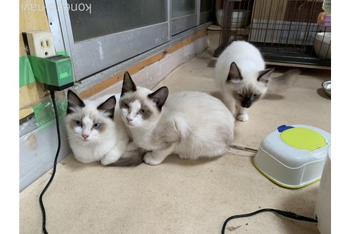 成約済の埼玉県のラグドール-61444の3枚目