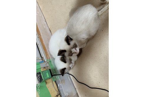 成約済の埼玉県のラグドール-61444の2枚目