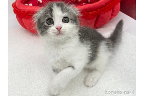 成約済の愛知県のスコティッシュフォールド(折れ耳)-68228の4枚目