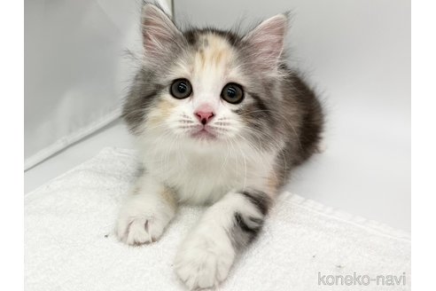 成約済の愛知県のスコティッシュフォールド-68229の3枚目