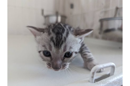 成約済の静岡県のベンガル-68233の17枚目
