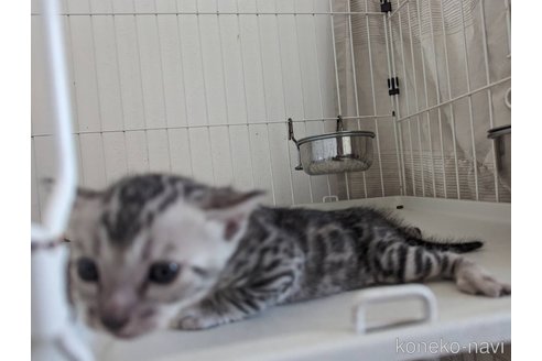 成約済の静岡県のベンガル-68233の11枚目