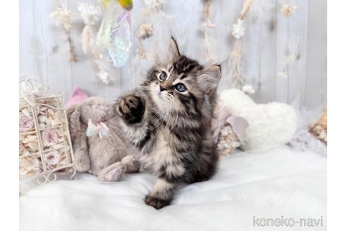 成約済の大阪府のサイベリアン-66610の2枚目