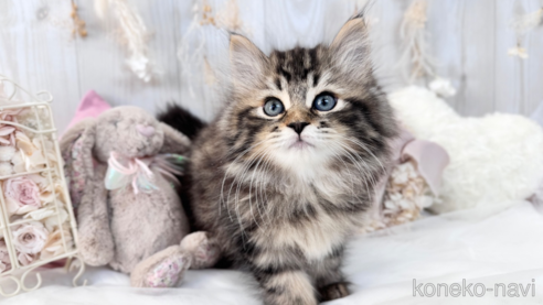 成約済の大阪府のサイベリアン-66610