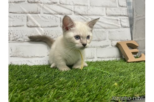 成約済の愛知県のマンチカン(短足)-65572の2枚目