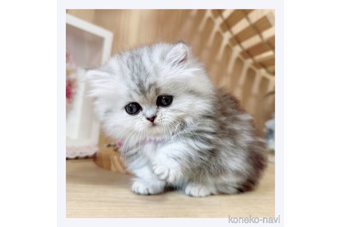 成約済の長野県のミヌエット(短足)-68238の3枚目