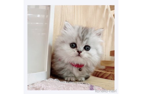 成約済の長野県のミヌエット(短足)-68238の4枚目