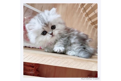 成約済の長野県のミヌエット(短足)-68238の2枚目