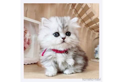 成約済の長野県のミヌエット(短足)-68238の1枚目