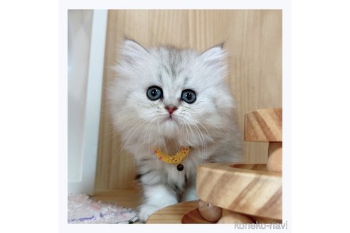 成約済の長野県のミヌエット-68239の1枚目