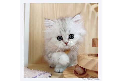 成約済の長野県のミヌエット-68239の3枚目