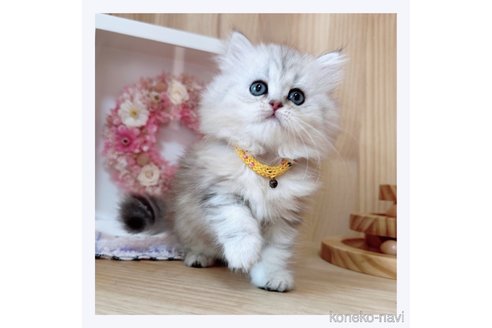 成約済の長野県のミヌエット-68239の5枚目