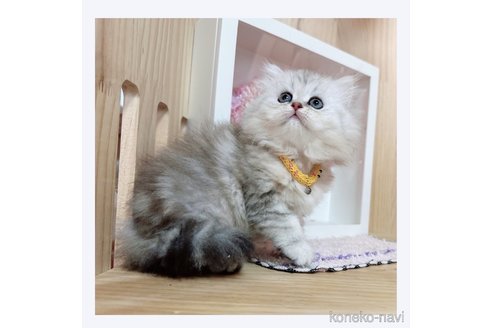 成約済の長野県のミヌエット-68239の2枚目