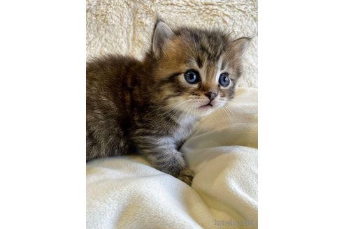 成約済の埼玉県のサイベリアン-68252の8枚目