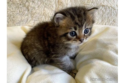 成約済の埼玉県のサイベリアン-68252の7枚目