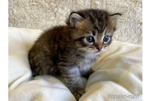 成約済の埼玉県のサイベリアン-68252の6枚目