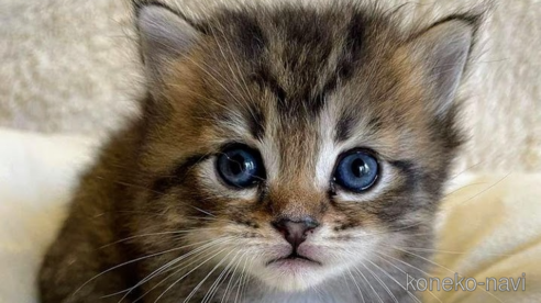 成約済の埼玉県のサイベリアン-68252の5枚目