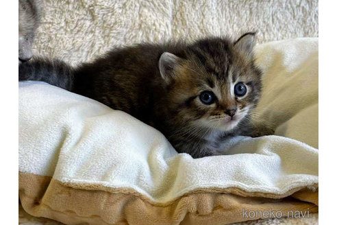 成約済の埼玉県のサイベリアン-68252の4枚目