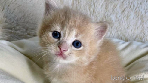 成約済の埼玉県のサイベリアン-68254の10枚目