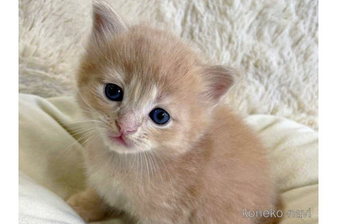 成約済の埼玉県のサイベリアン-68254の9枚目